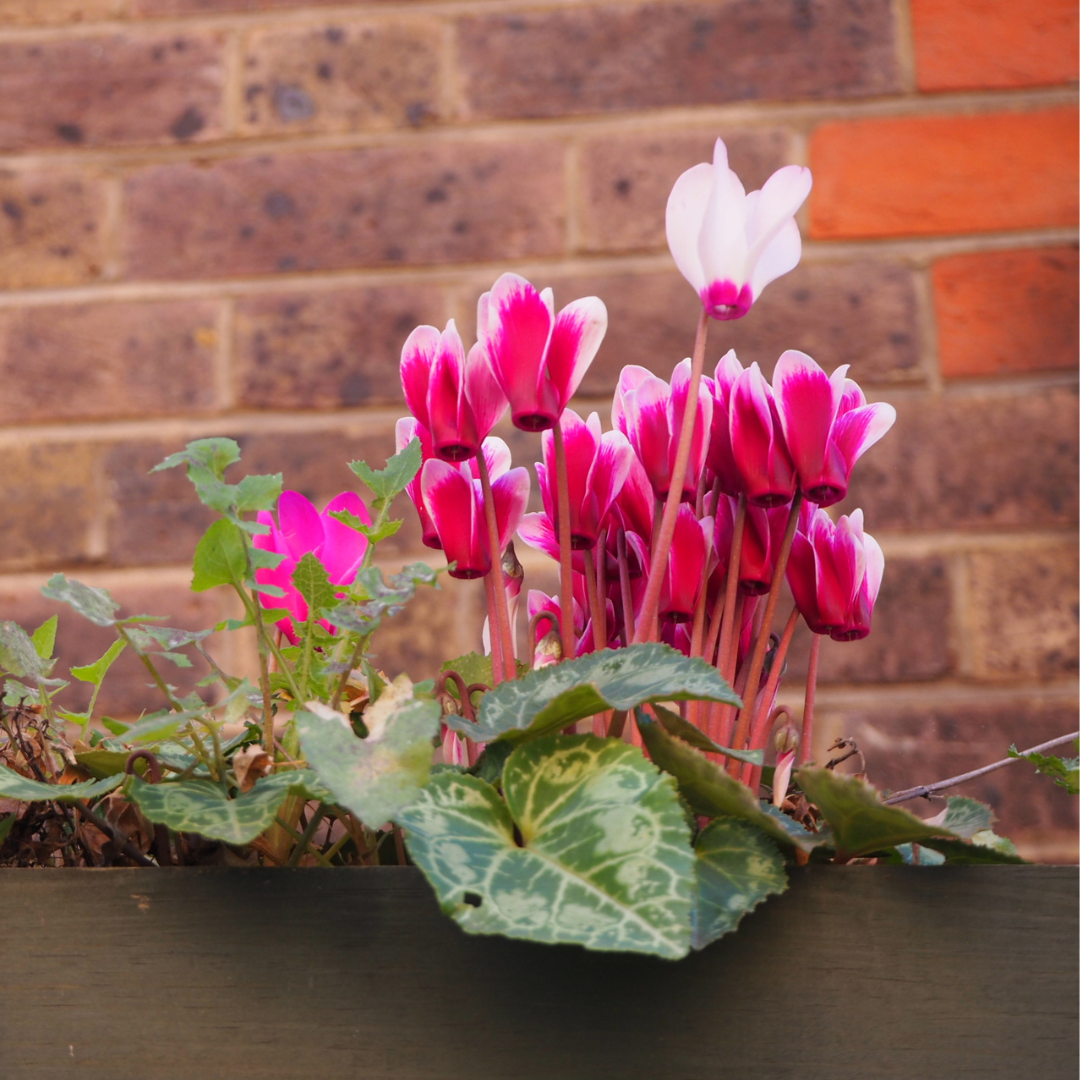 Grow Cyclamens In Containers