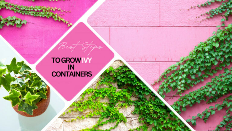 Best Steps To Grow Ivy In Containers