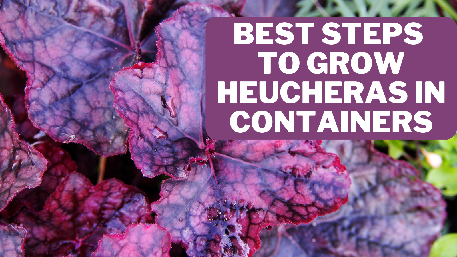 Best Steps To Grow Heucheras In Containers
