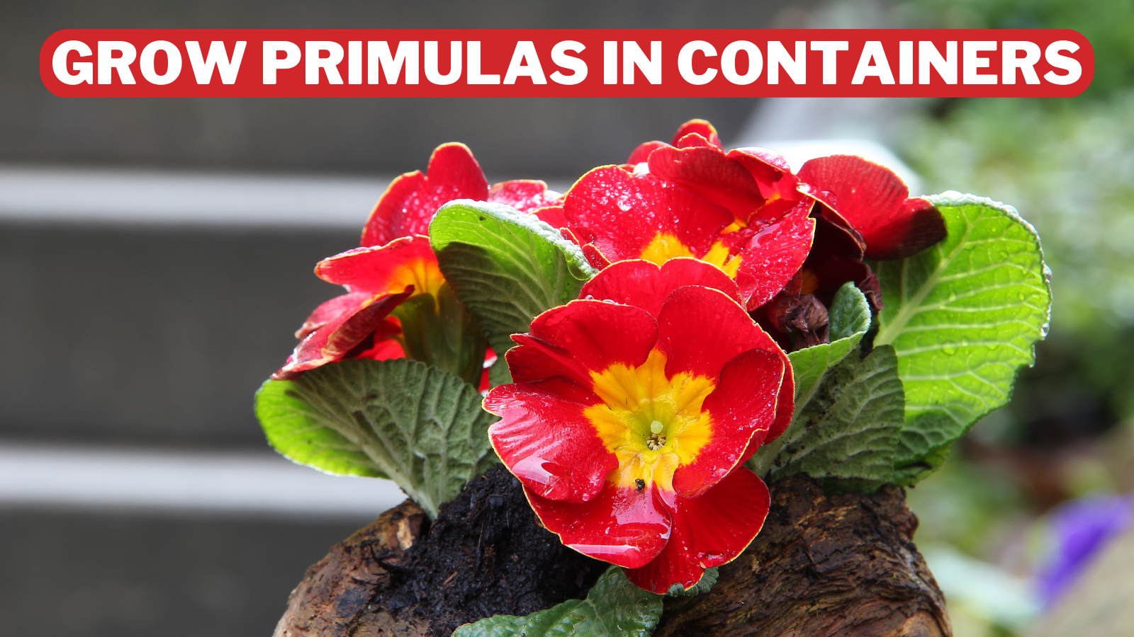 Best Steps To Grow Primulas In Containers