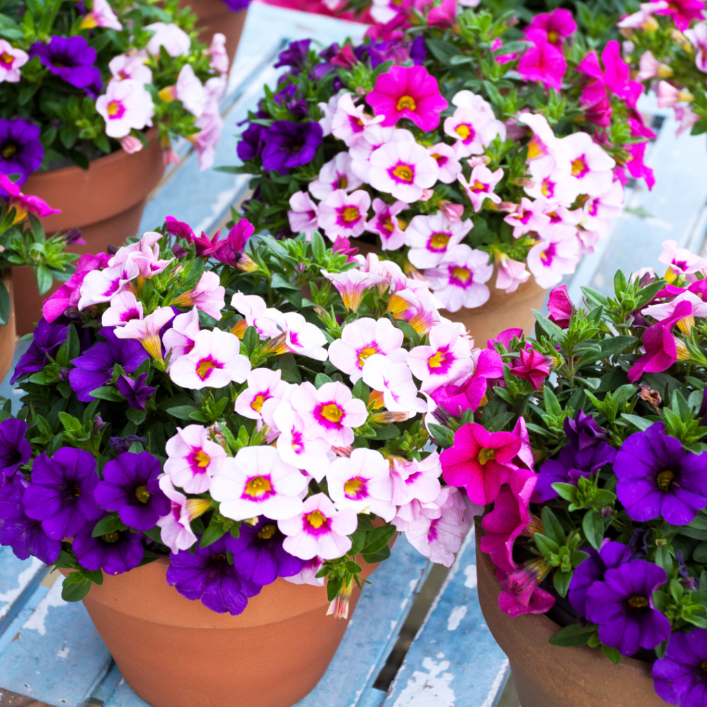 Best Steps To Grow Primulas In Containers In 2024