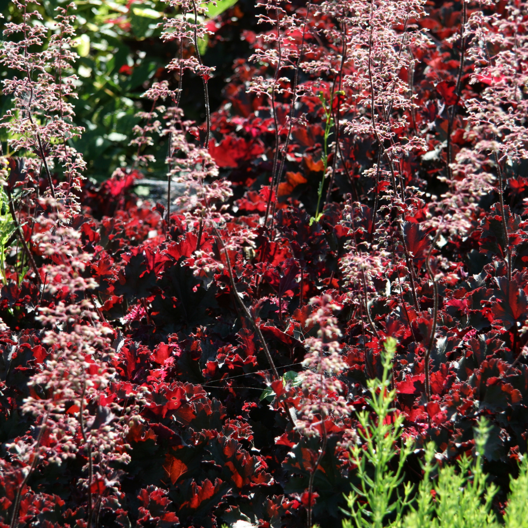 Conclusion To The Best Steps To Grow Heucheras In Containers