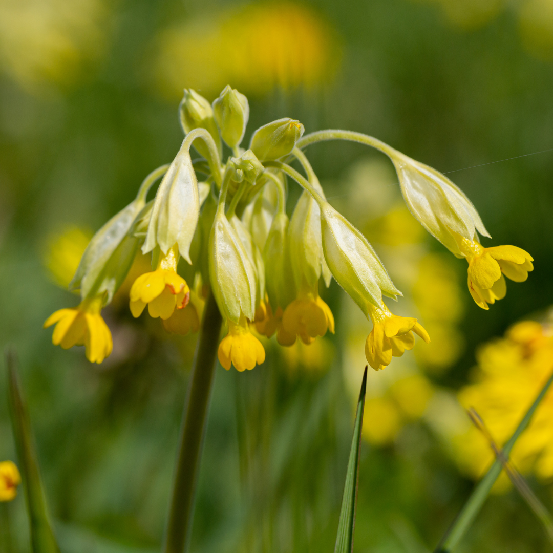 Primula Veris (Cowslip)