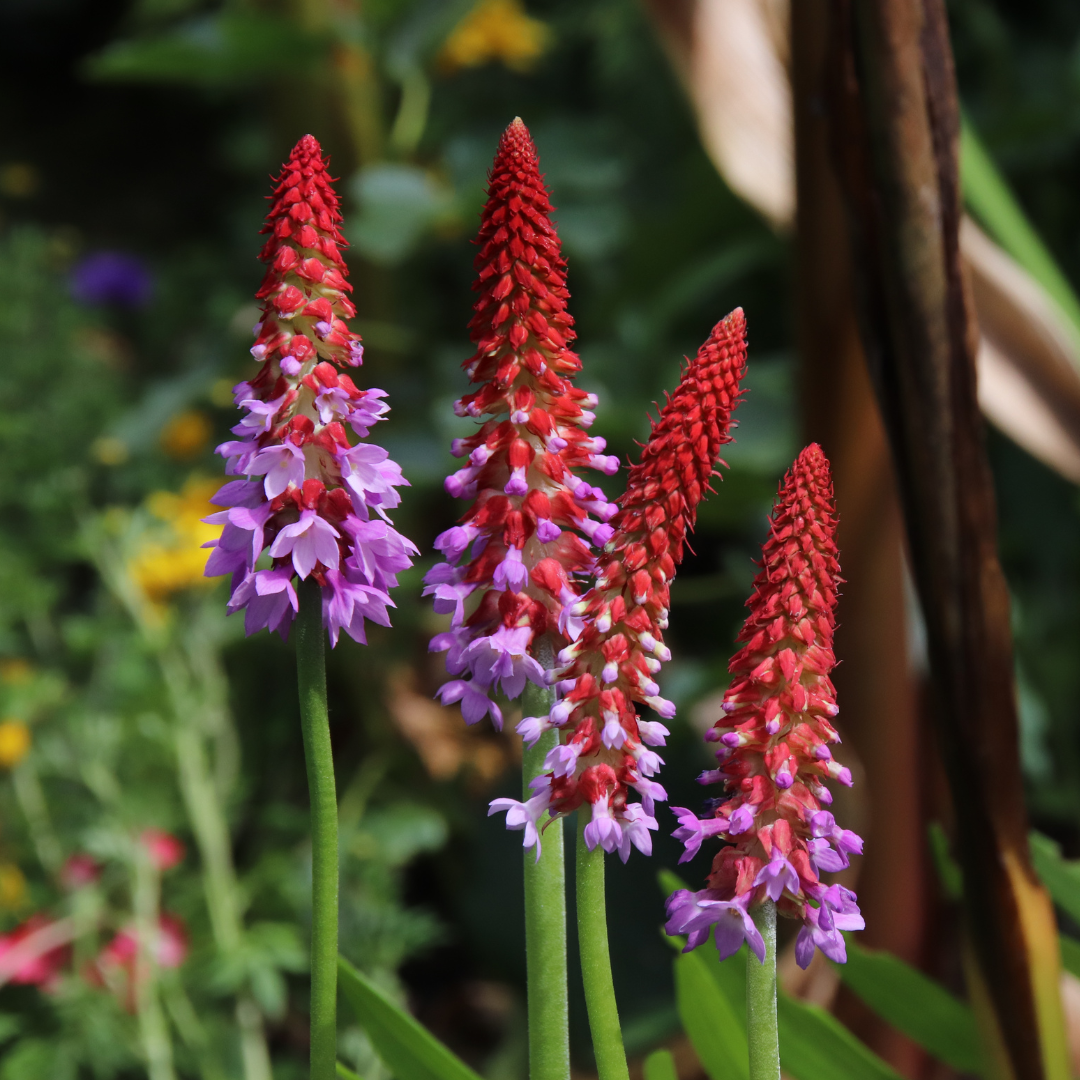 Primula Vialii