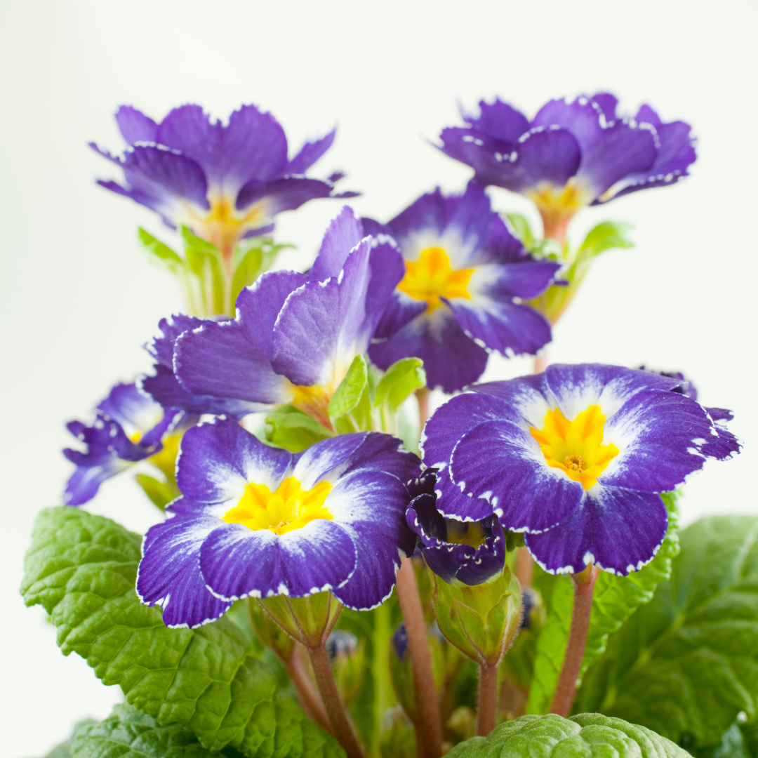 Primula Auricula