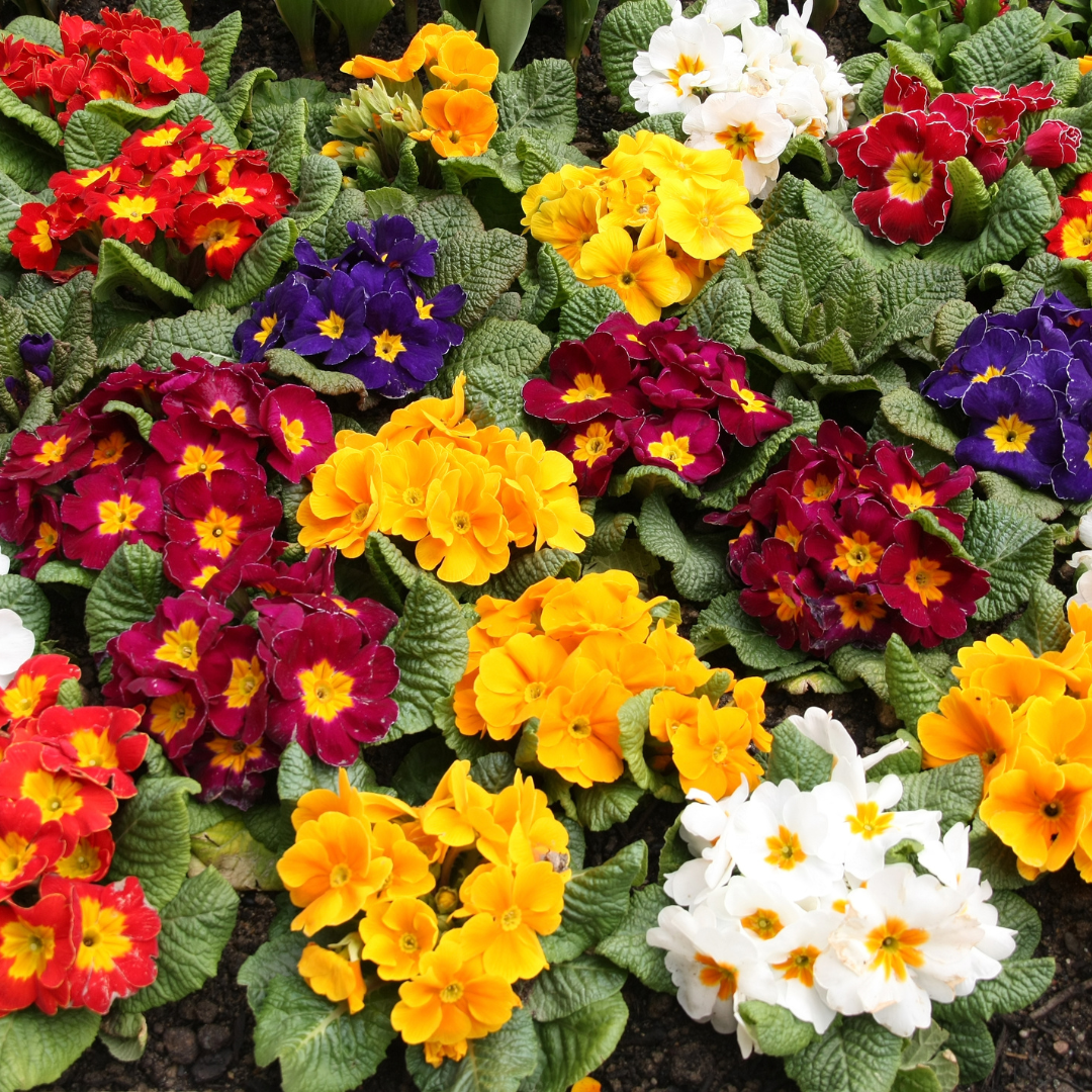 History & Origin Of Primulas