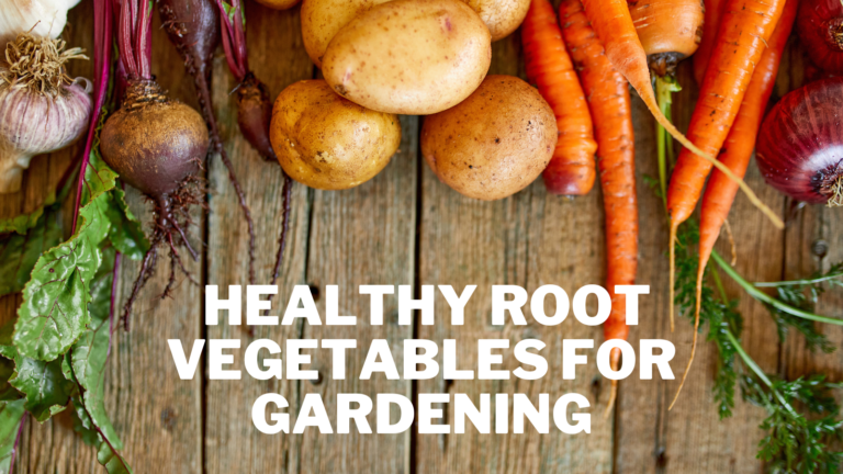 Best Healthy Root Vegetables For Gardening