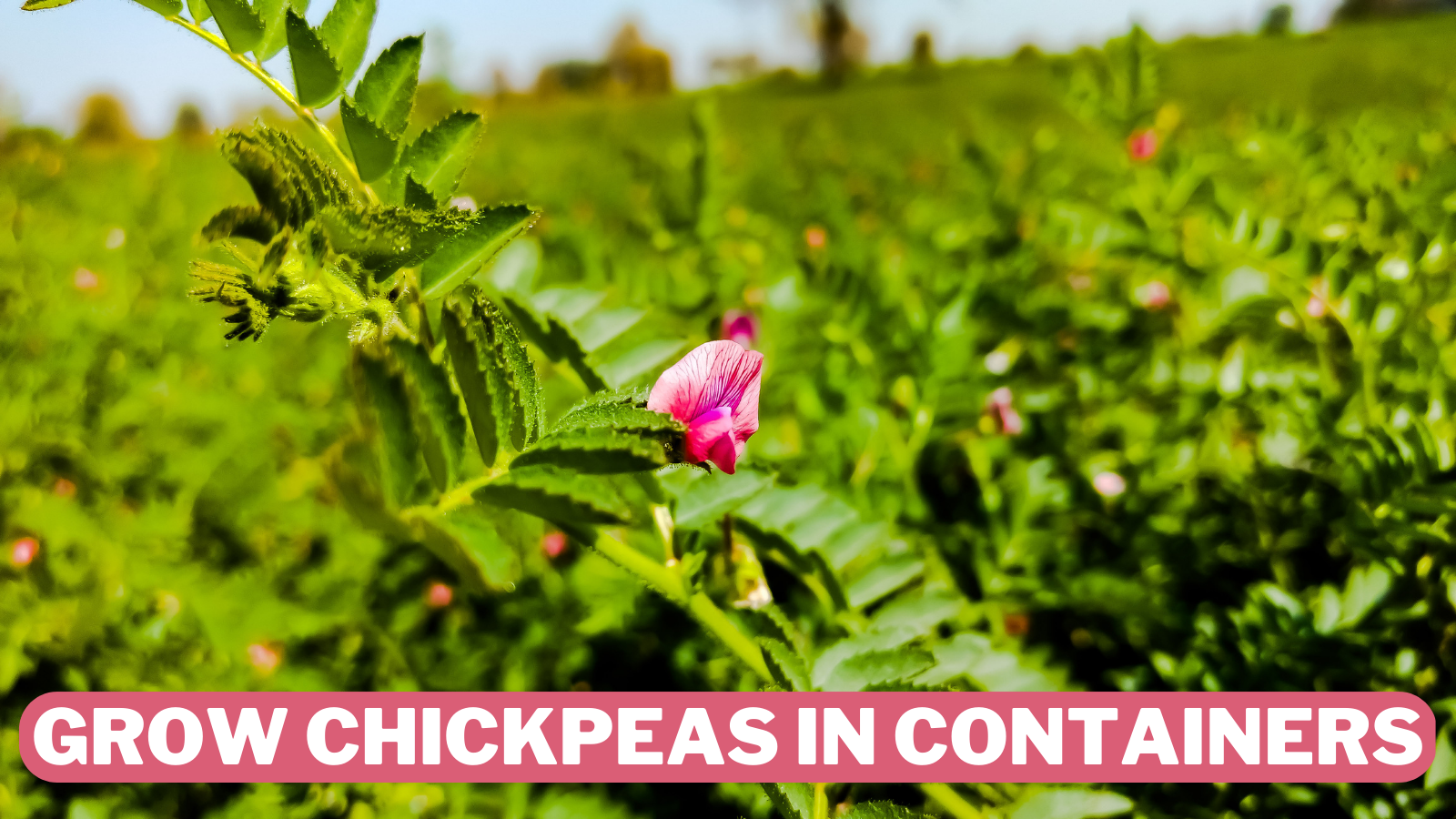 Best Steps To Grow Chickpeas In Containers
