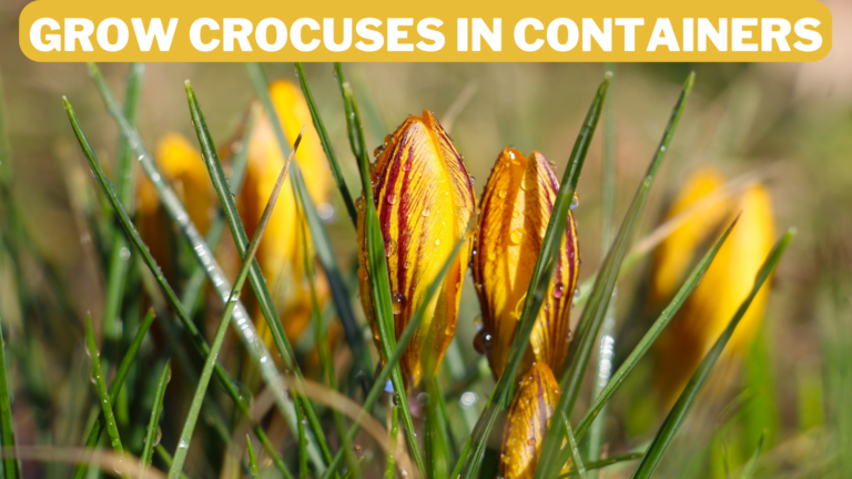 Best Steps To Grow Crocuses In Containers