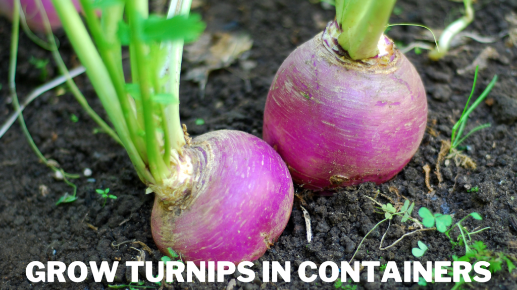 Best Steps To Grow Turnips In Containers In 2024