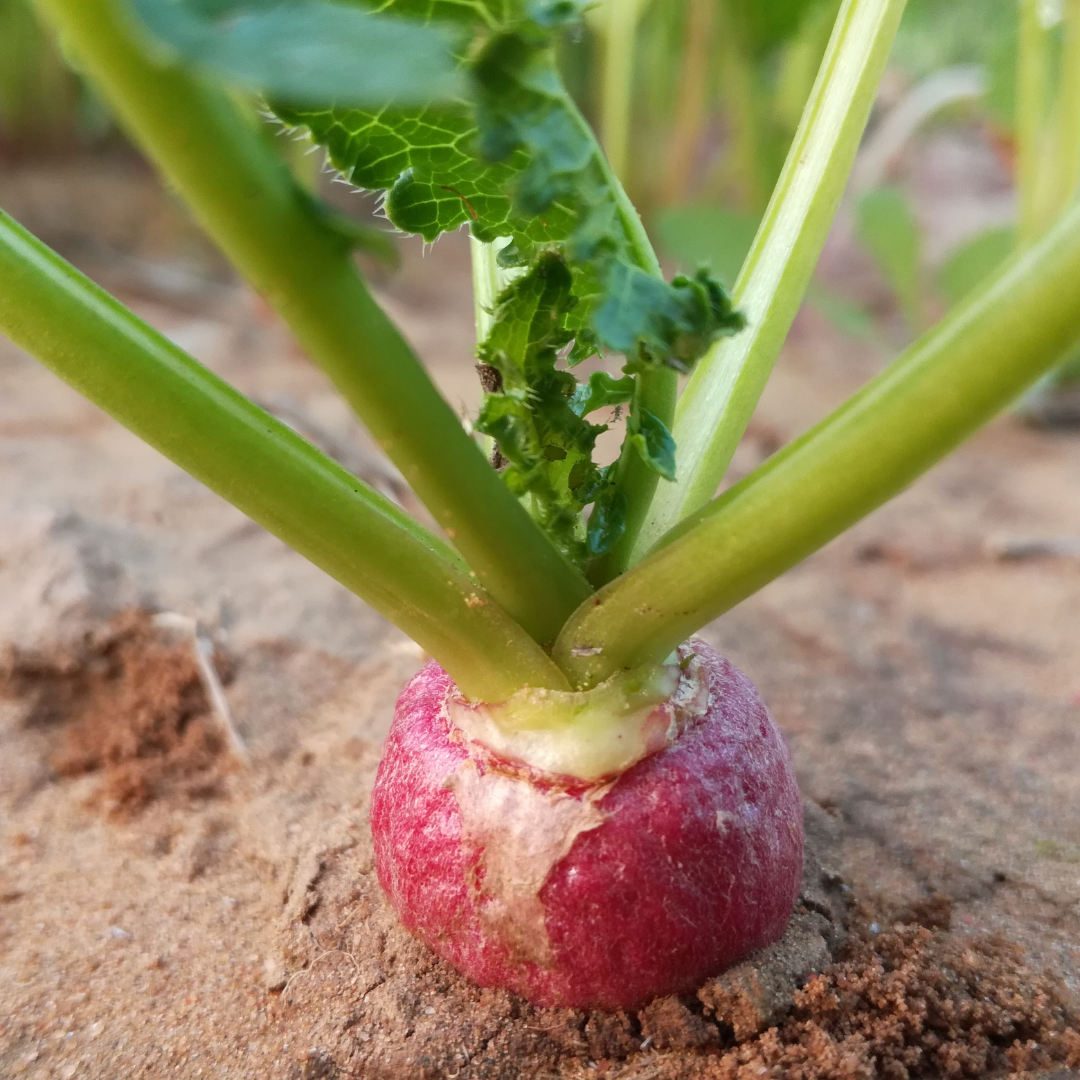 How To Grow Turnips In Containers