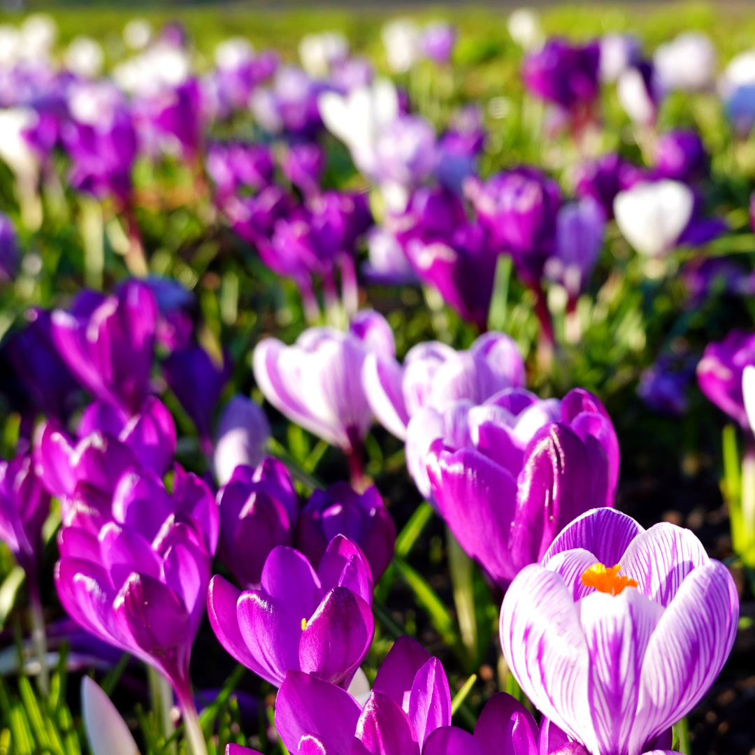 Types Of Crocus