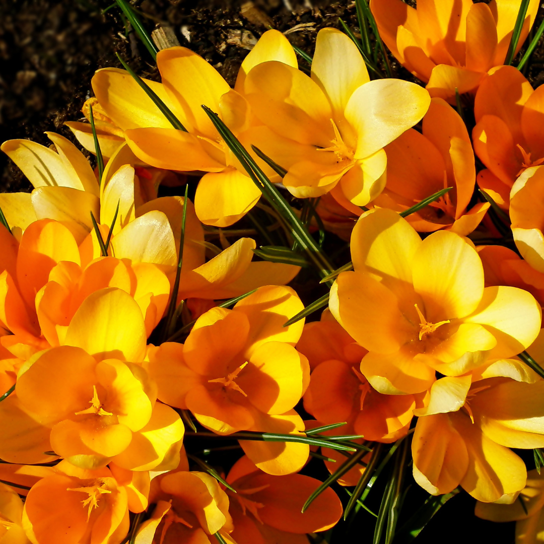 Steps To Grow Crocus In Containers