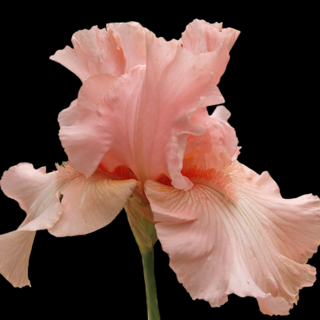 Best Steps To Grow Irises In Containers