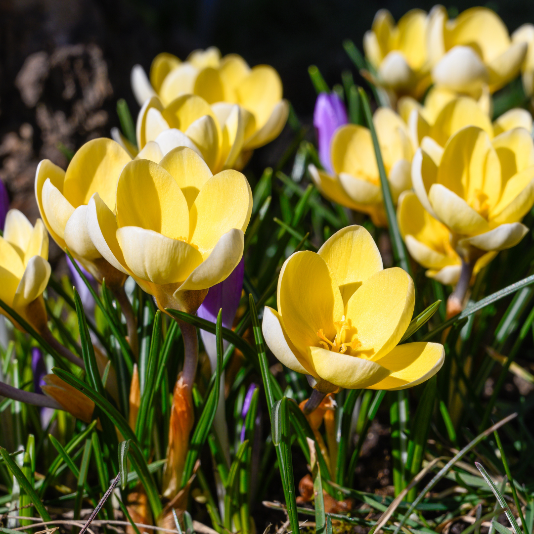 Location Requirements Of Crocuses