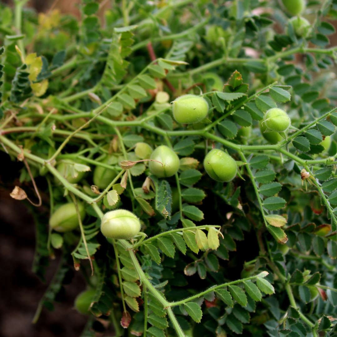 Conclusion To The Best Steps To Grow Chickpeas In Containers