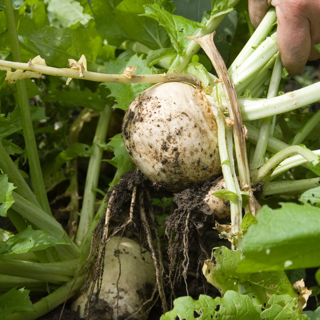 Harvesting