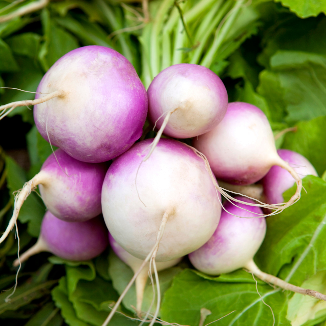 Conclusion To The Best Steps To Grow Turnips In Containers