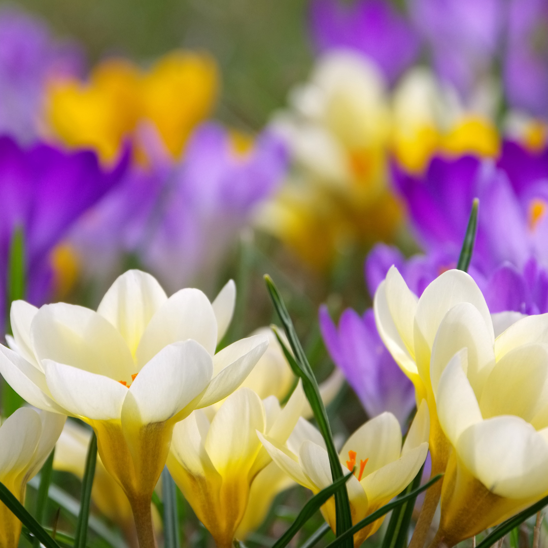 Conclusion To The Best Steps To Grow Crocuses In Containers