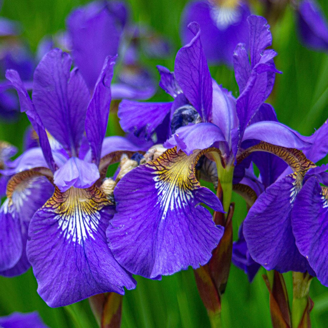 History & Origin Of Irises