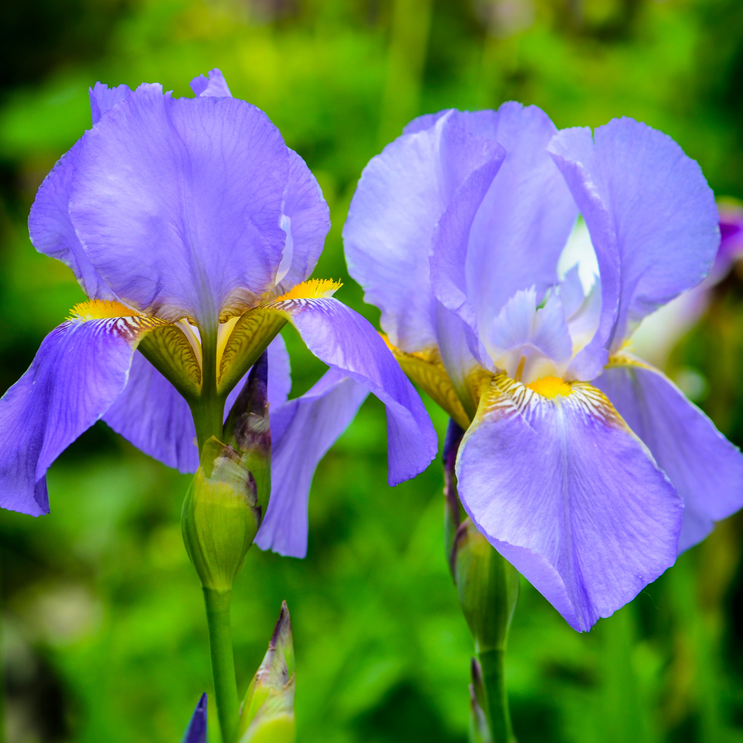 Bearded Iris (Iris Germanica Cultivars)