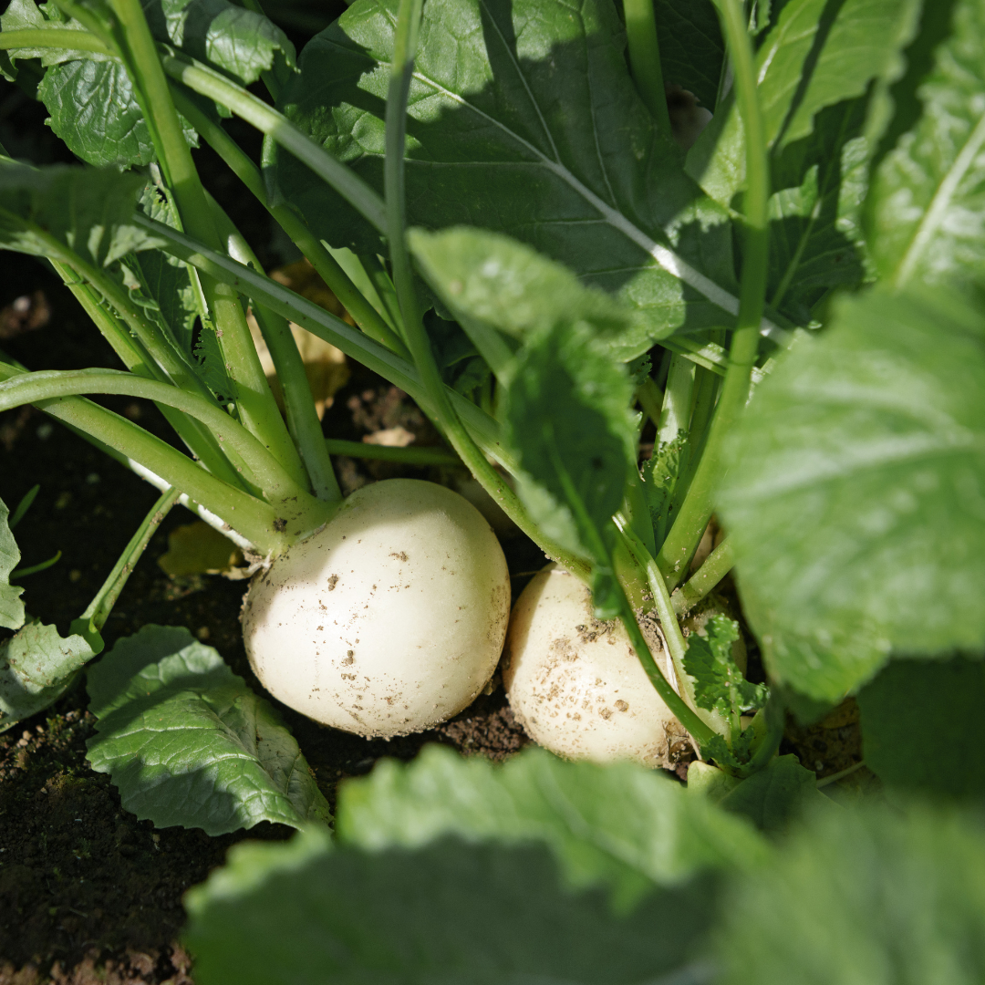 Types Of Turnips