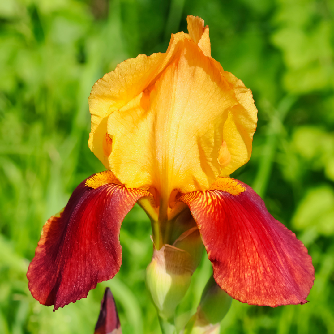 Dwarf Bearded Iris (Iris Germanica Cultivars)