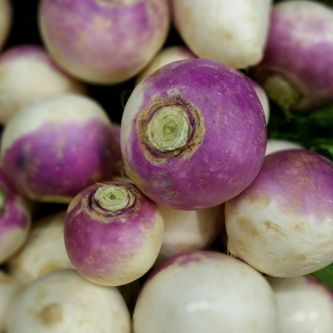 Purple-Top Mammoth Forage Turnip