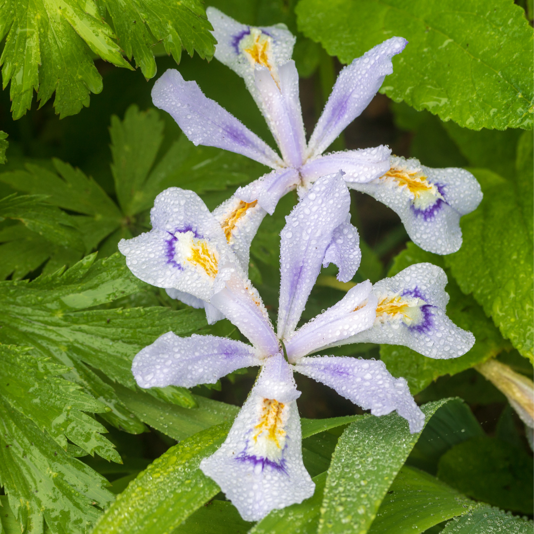 Dwarf Crested Iris (Iris Cristata)