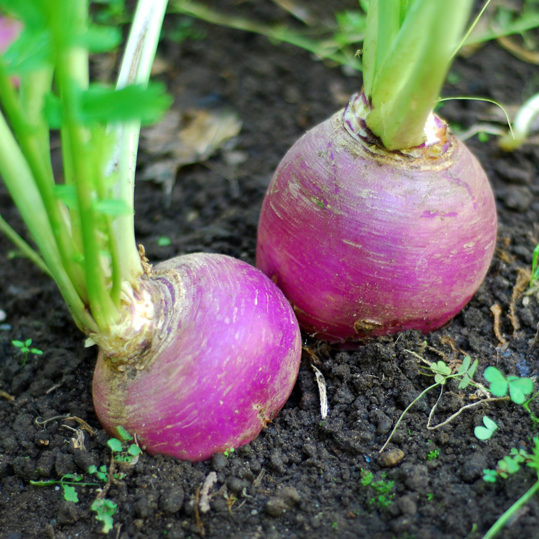 Royal Crown Turnip