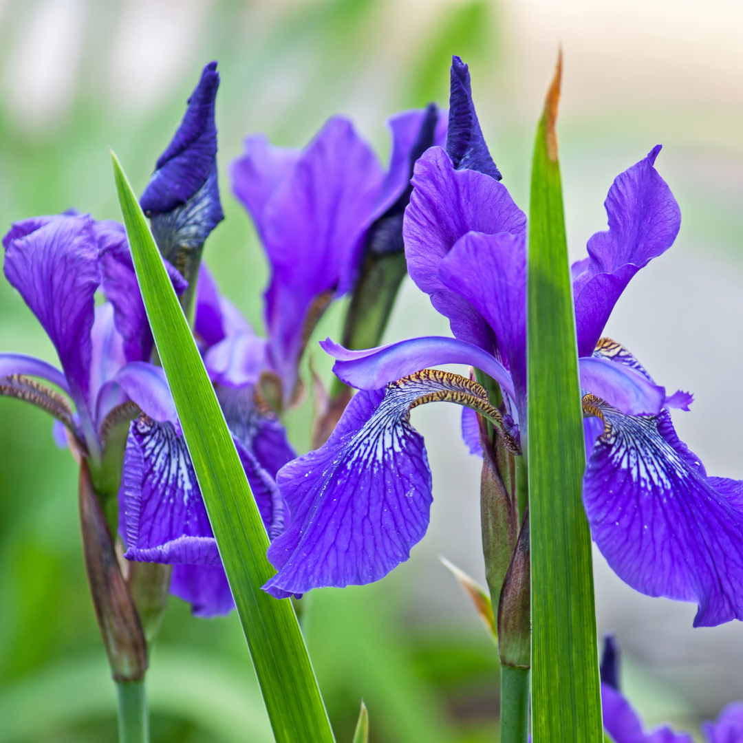 Species Irises (Iris spp.)