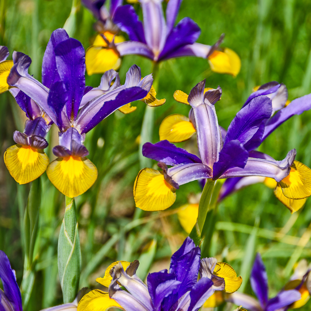 Dutch Iris (Iris Hollandica)