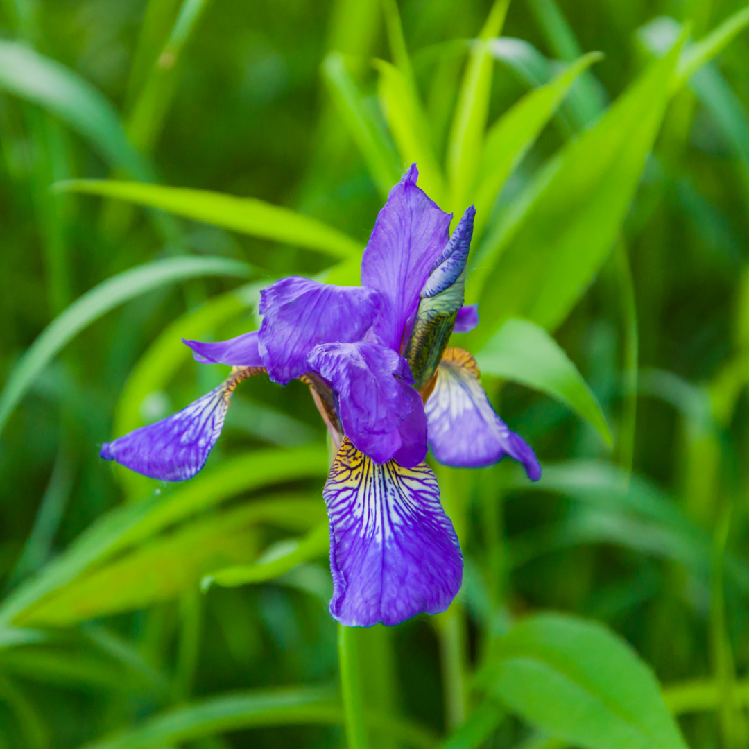 Siberian Iris (Iris Sibirica)