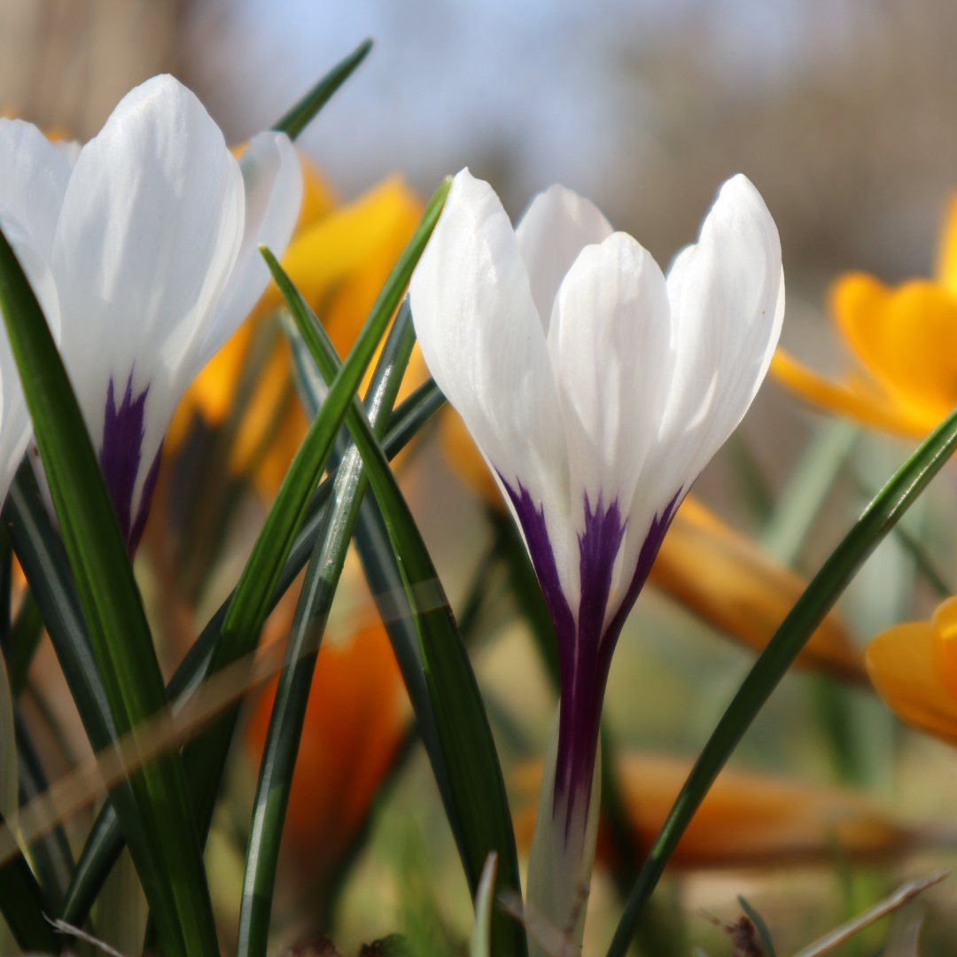 History & Origin Of Crocuses