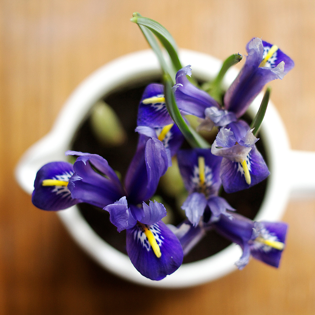 Steps To Grow Irises In Containers
