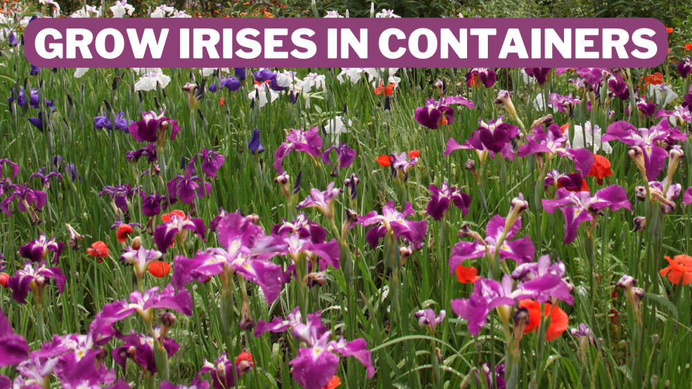 Best Steps To Grow Irises In Containers