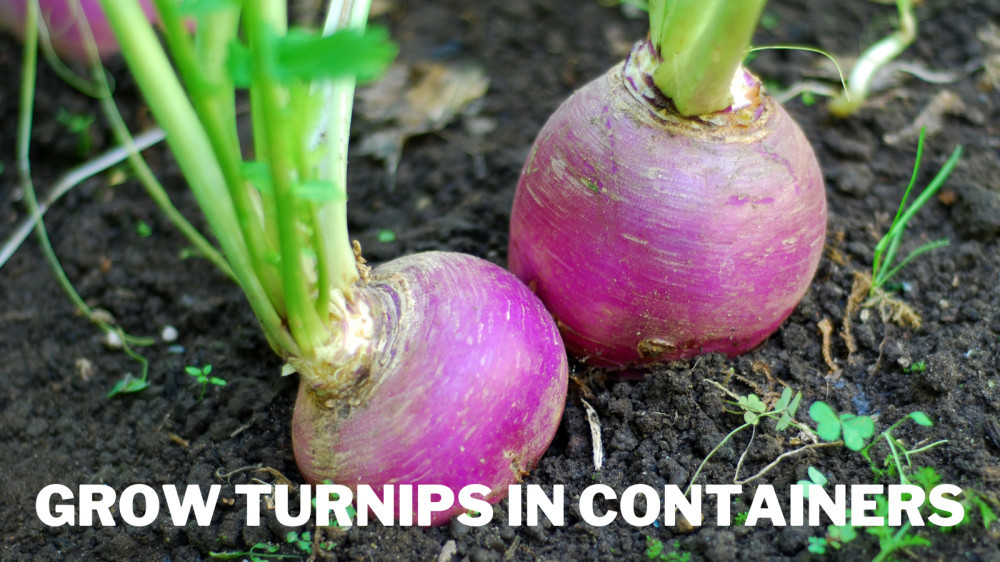 Best Steps To Grow Turnips In Containers