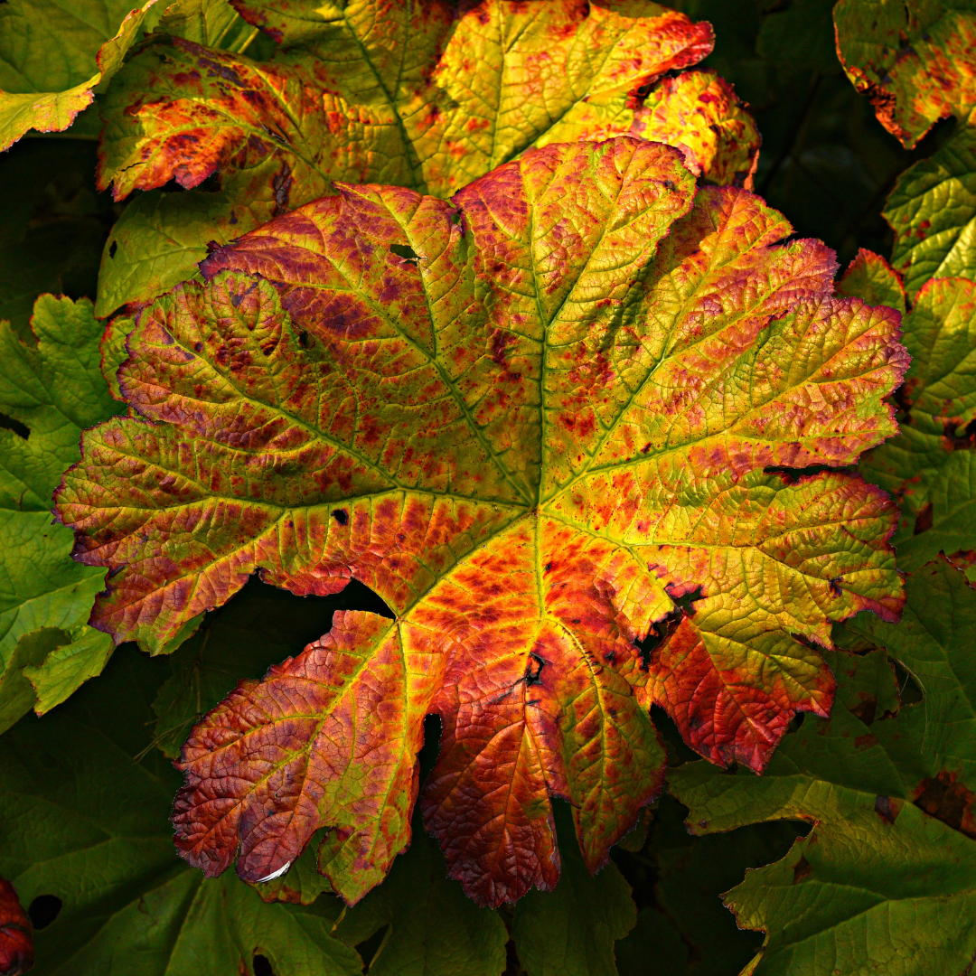 Butterbur