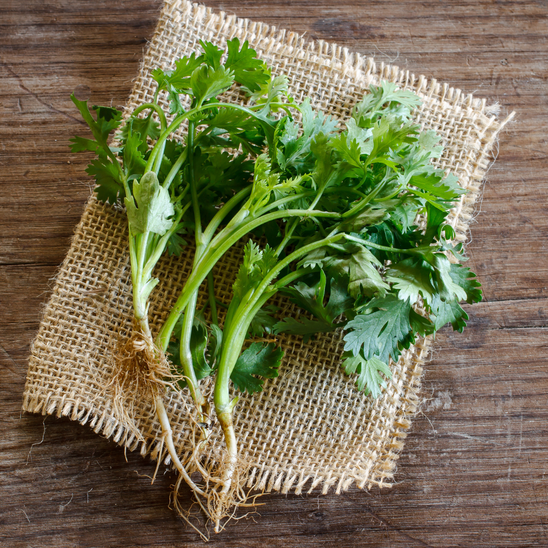 Coriander (Coriandrum sativum)