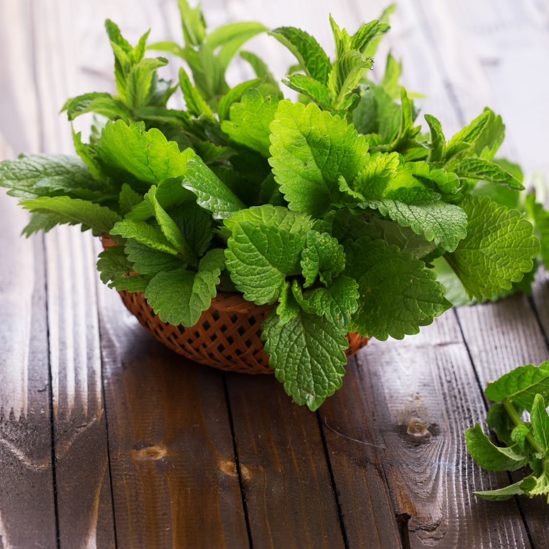 Peppermint (Mentha piperita)