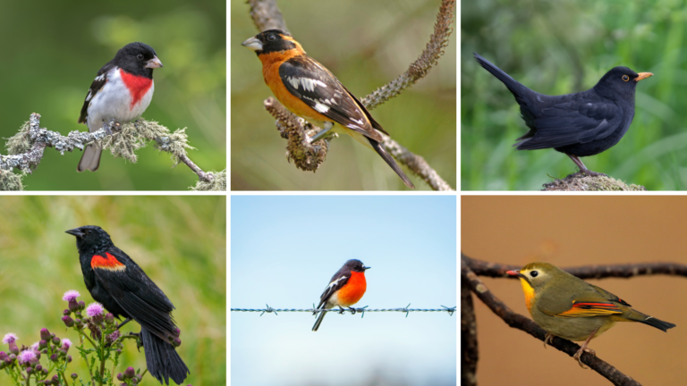 Blackbirds With Orange Beaks
