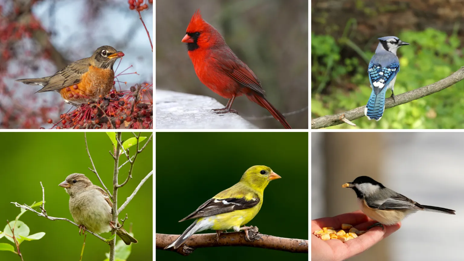 Common Backyard Birds In The USA In 2026 | Close To Nature