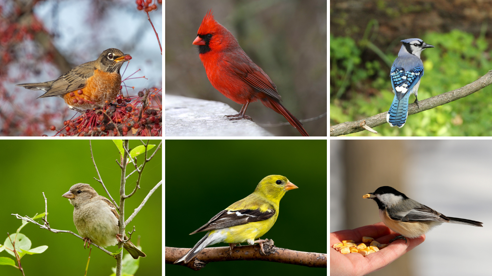 Common Backyard Birds In The USA