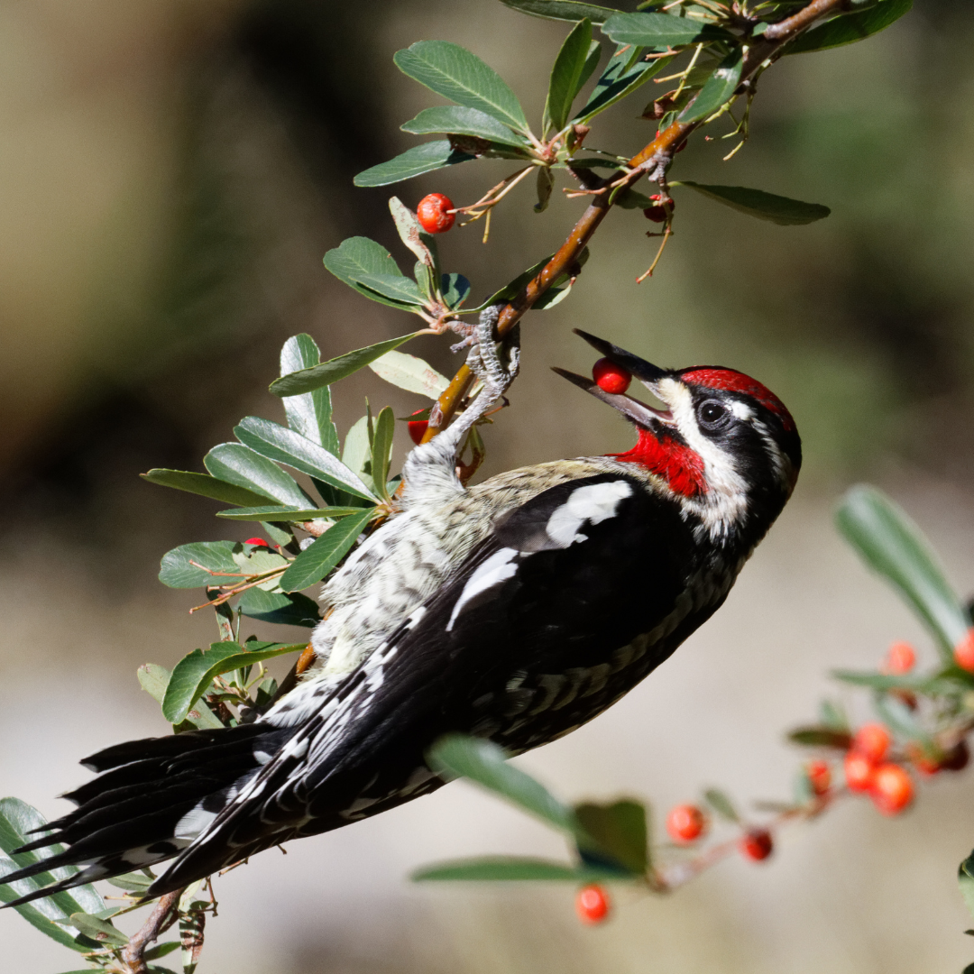 Hybridization With Red-Naped Sapsuckers