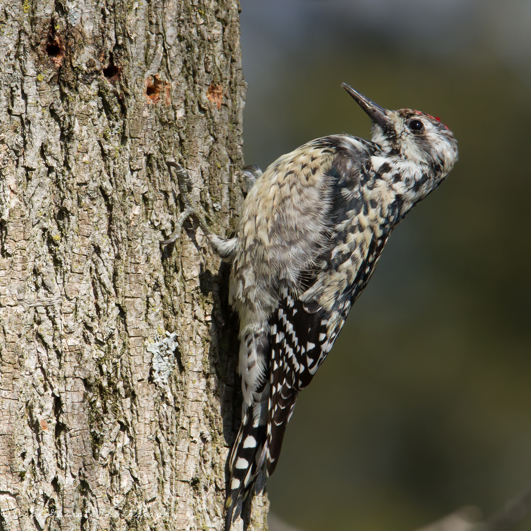 Conclusion To The Interesting Yellow-Bellied Sapsucker Facts
