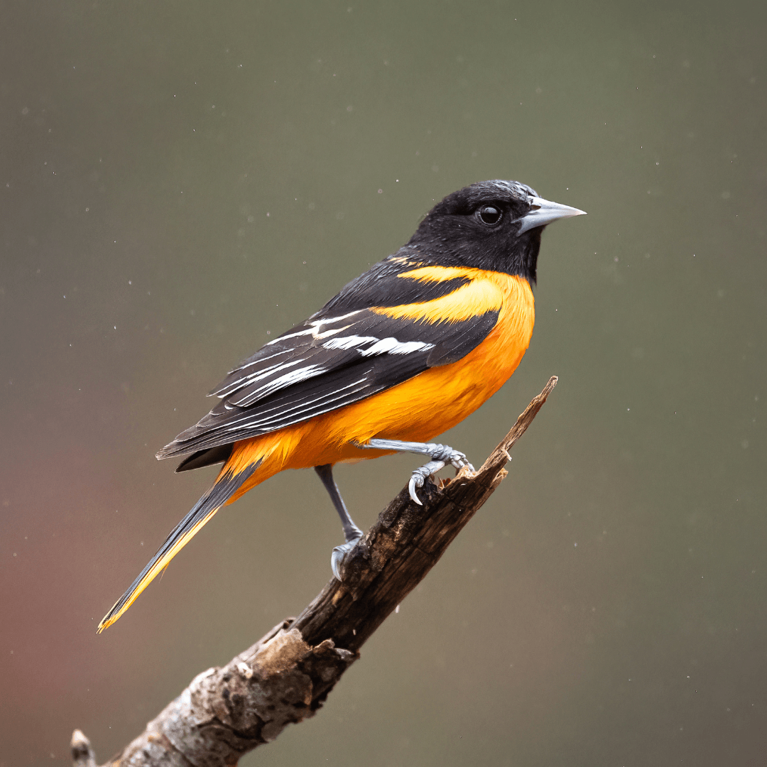 Black-And-Orange Oriole (Icterus auratus)