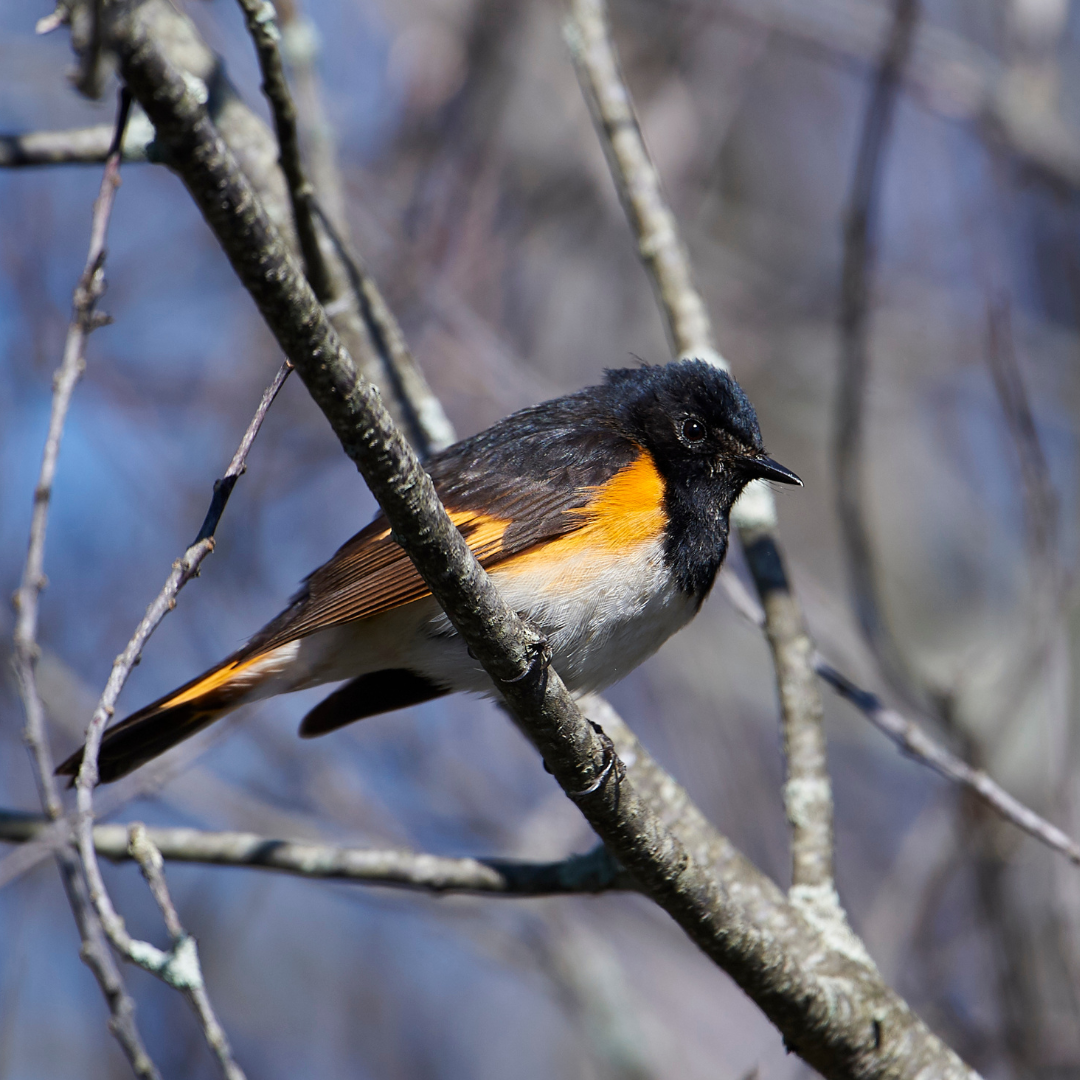 Conclusion To The Interesting American Redstart Facts