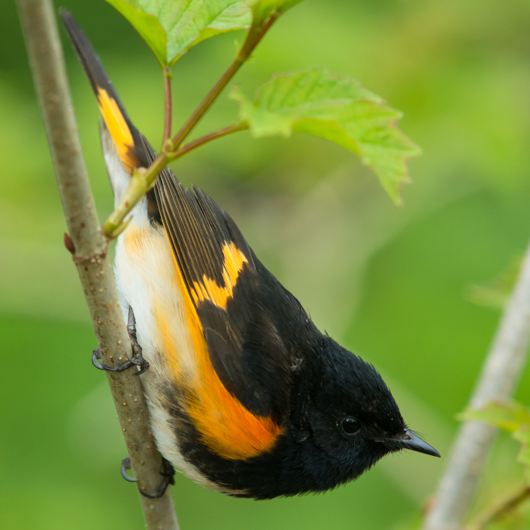 Interesting American Redstart Facts