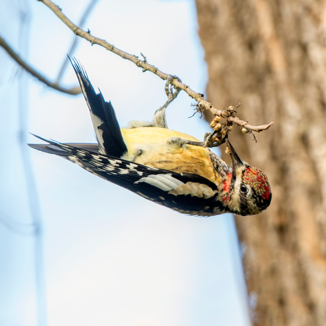 Yellow-Bellied Sapsucker Facts