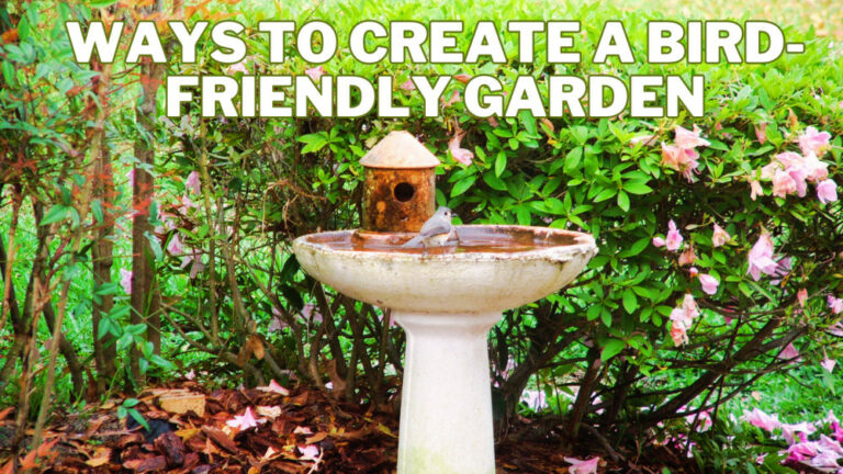 Best Ways To Create A Bird-Friendly Garden